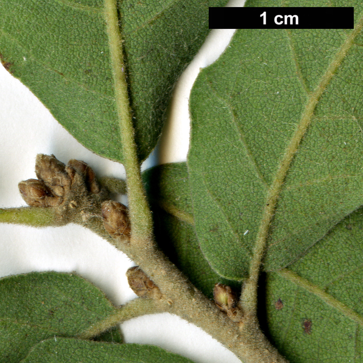 High resolution image: Family: Fagaceae - Genus: Quercus - Taxon: ×undulata - SpeciesSub: 'Prairie Fire' (Q.gambelii × Q.grisea)